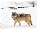 Grey Wolf, Yellowstone National Park